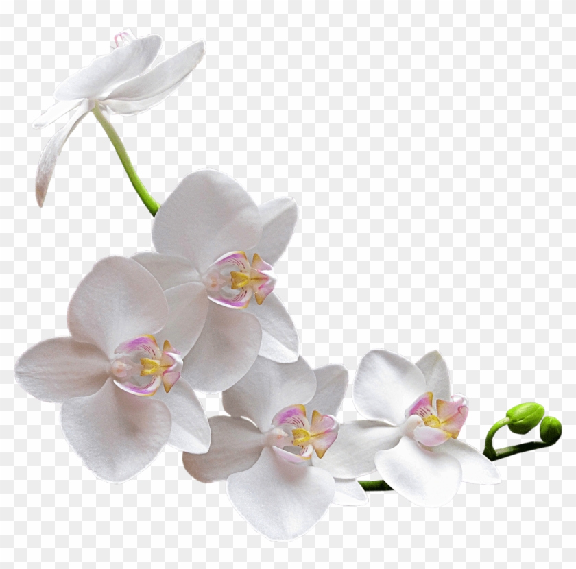 Image Result For White Orchid Transparent Png - Orchid Png #311099