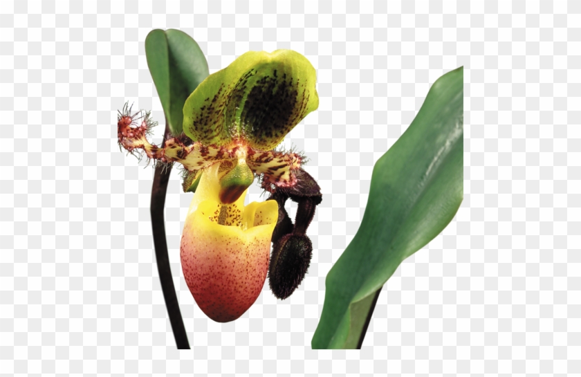 Arana Альбом «clipart / Clipart5 / Orchid» На Яндекс - Calochilus Paludosus #311116