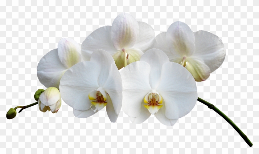 Flores De - Орхидеи Png #311121