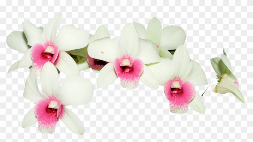 Orquidea Blanca Png #311126
