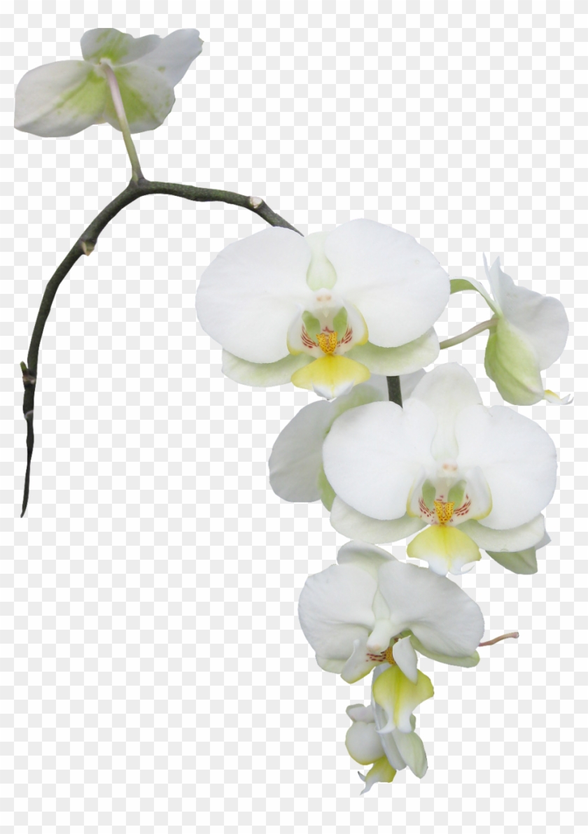 Леди Дождя «10 » На Яндекс - Meide Group Usa Real Touch Latex Single Stem Orchid #311130