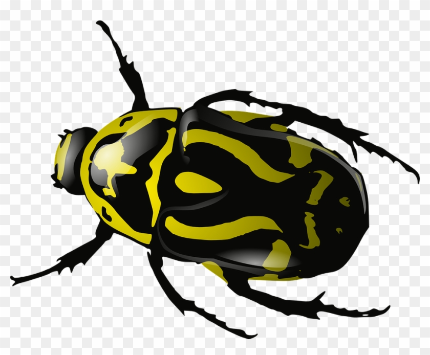 Photographer Cliparts 28, - Beetles Clipart #311453