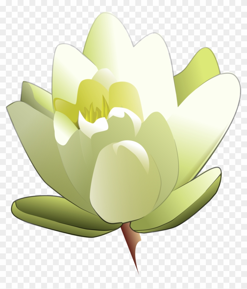 Lily Clipart Aquatic Plant - White Lily Clip Art #313107