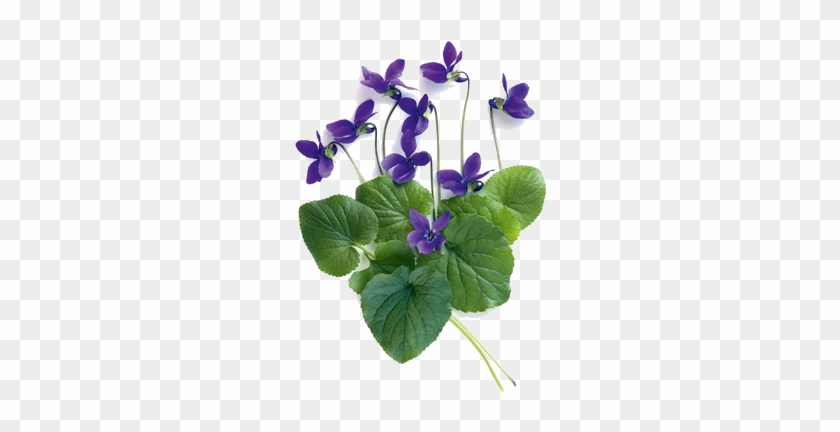 Surround Yourself With Beauty - Violet Flower With Leaves #313271