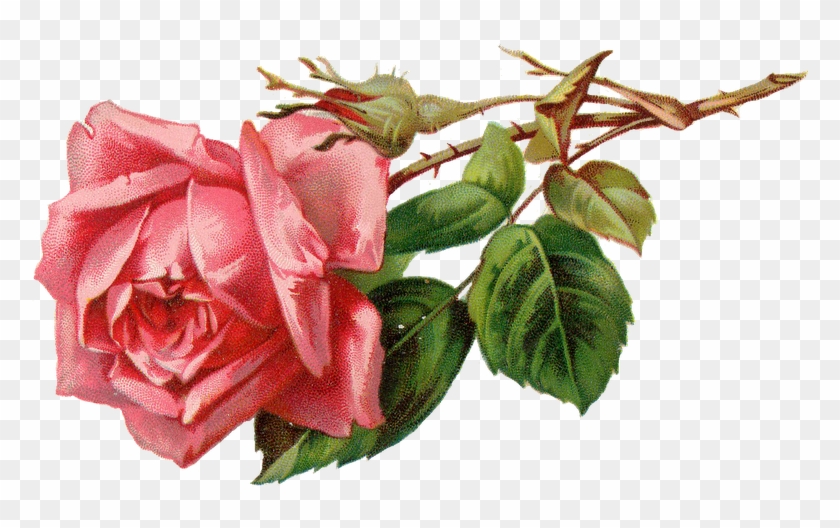 Rose Clipart Flower Bud - Pink Vintage Rose Png #313306