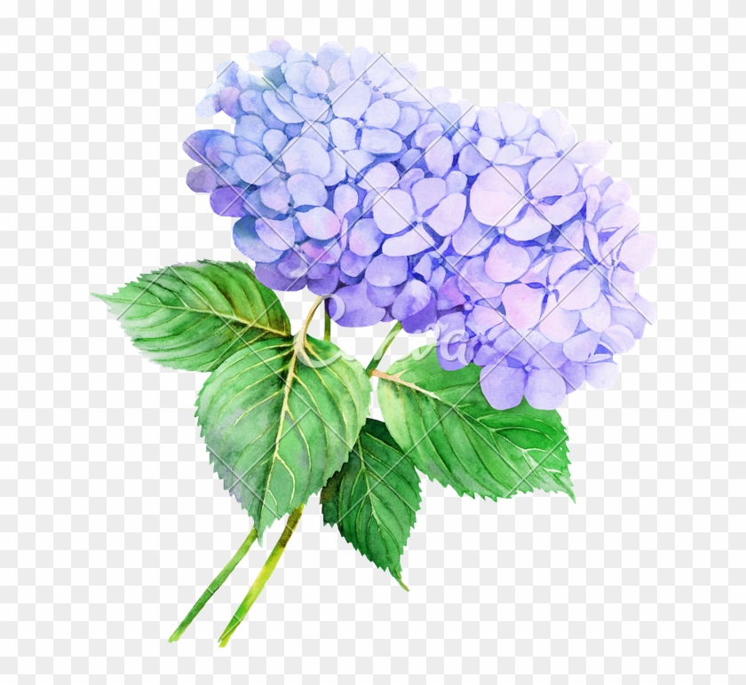 Two Violet Hydrangeas Watercolor Flower Illustration - Transparent Watercolor Flowers Png #313309