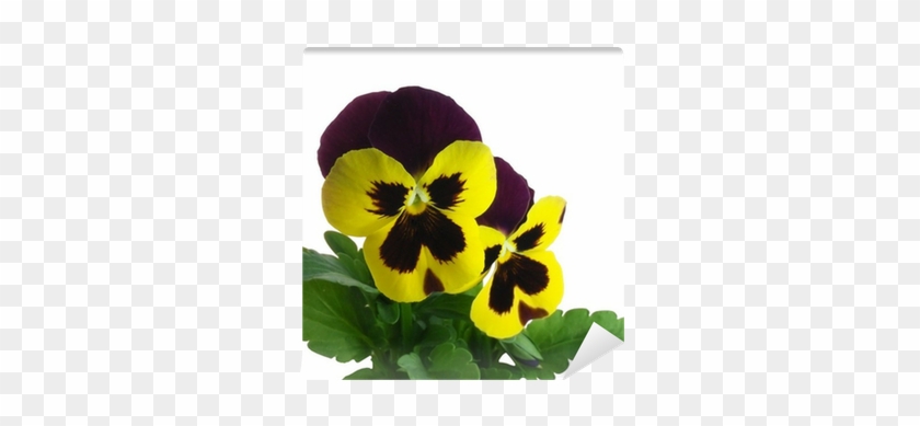 Spring Pansy Violet Flowers Viola X Wittrockiana Wall - Viola X Wittrockiana #313313