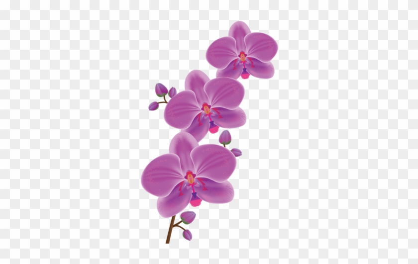 Orchids - Waling Waling Clipart #313345