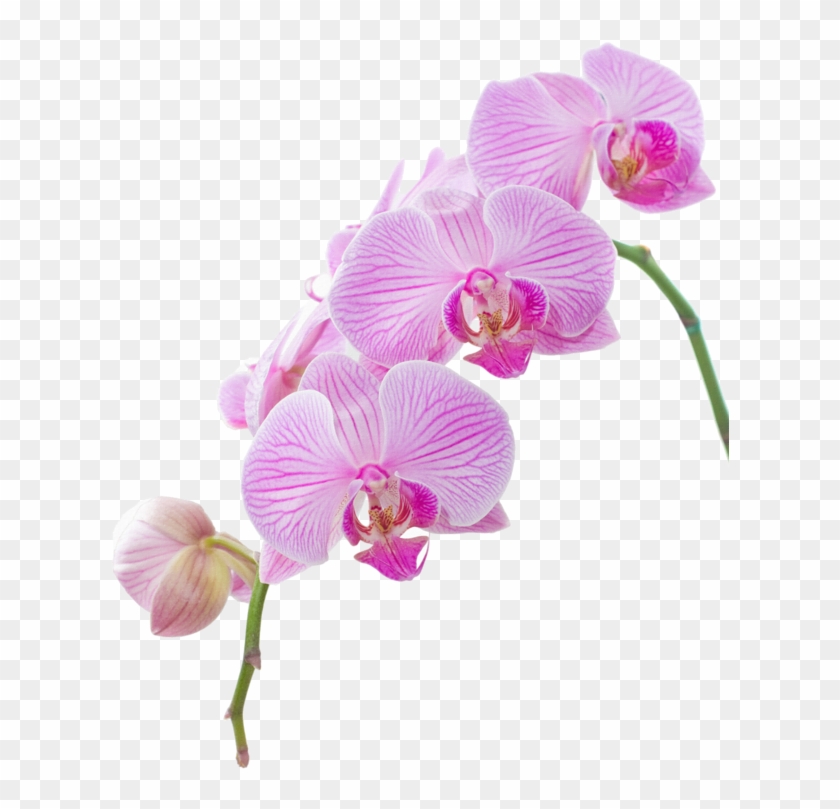 Explora Festivales, Clipart De Flor, ¡y Mucho Más - High Resolution Orchid #313348