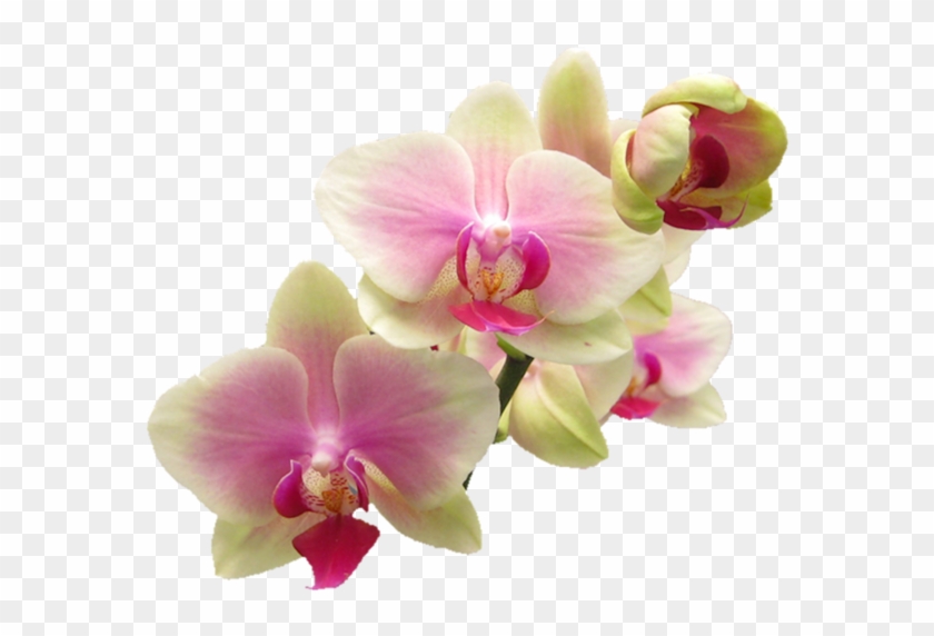 Flores Bonitas Clipart De Flor Orquideas Cgi Pink Orchid