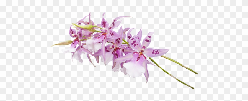 Arana Альбом «clipart / Clipart5 / Orchid» На Яндекс - Orchids #313364