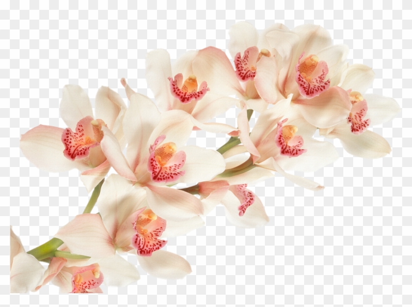 Orchid - Png Clipart Orchid #313384