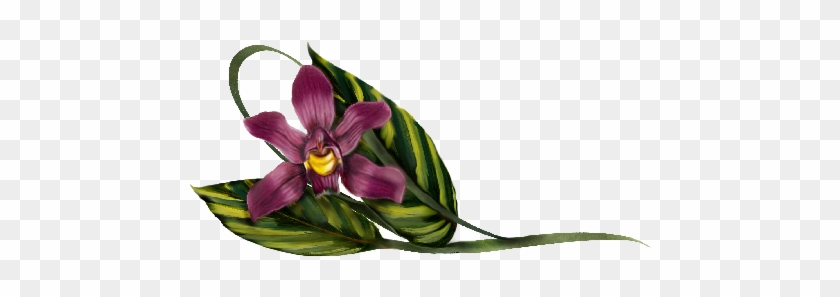 Laelia Violet Orchid - Orchids #313426