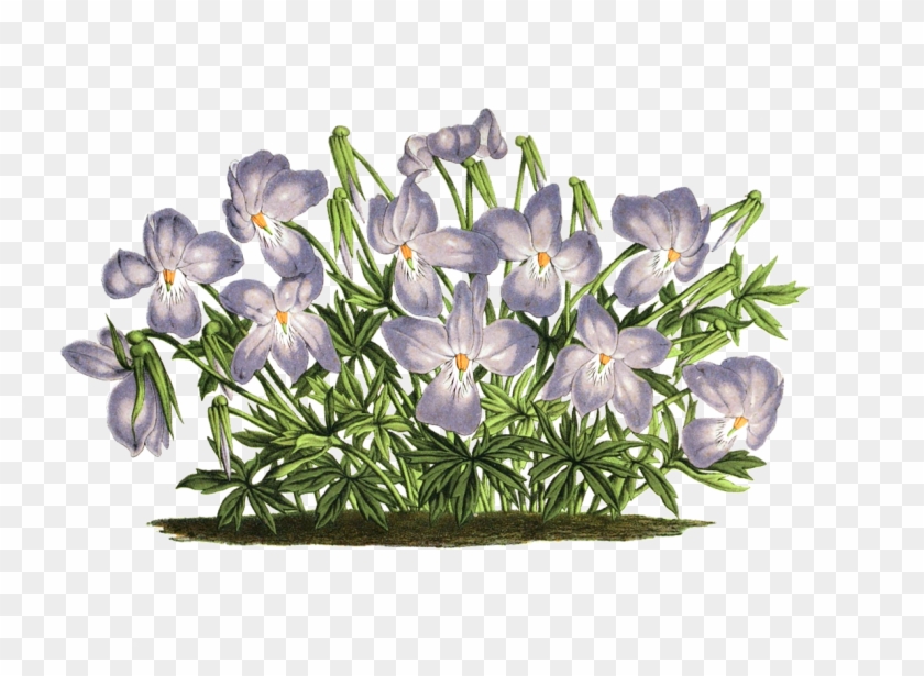 Violet Plant Flowers Isolated Png Image - Veilchen-moderne Einfache Elegante Hochzeits-ideen #313431