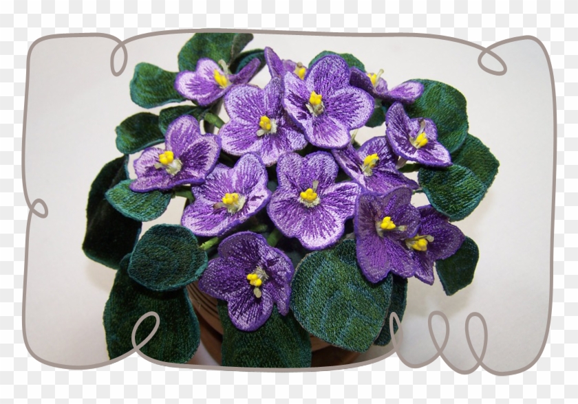 Purple African Violets - African Violets #313441