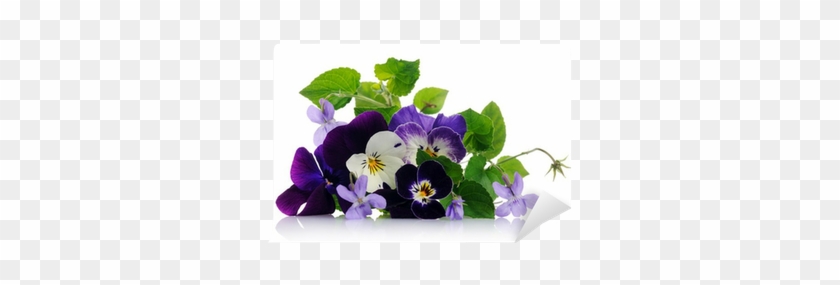 Pansy #313445