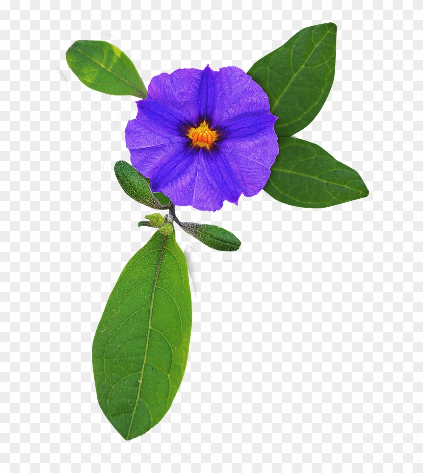 Flower Purple Violet - Flower Purple Violet #313546