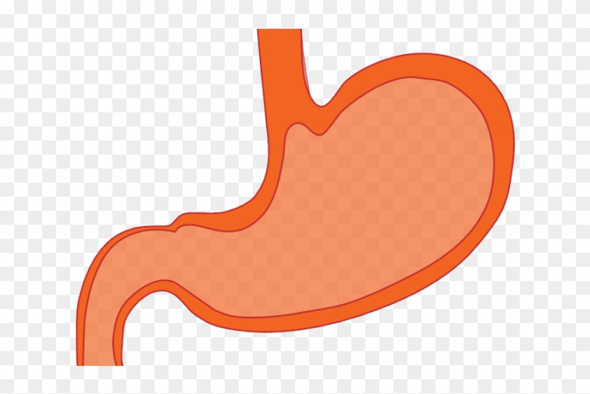 Stomach Cliparts - Medicine #313556