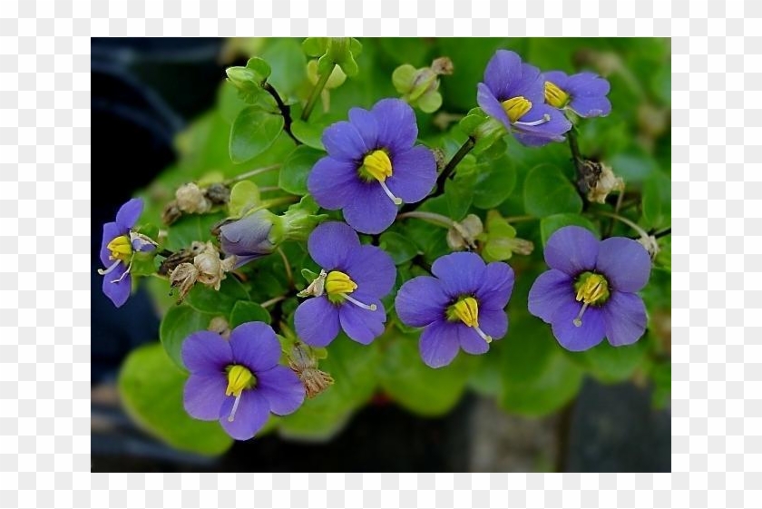 Violet Oil - German Persian Violet #313568