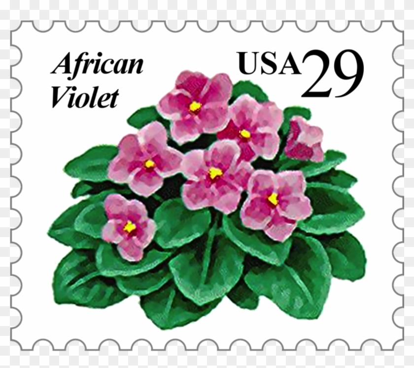 Offered By The African Violet Society Of America, Inc - African Violets #313578
