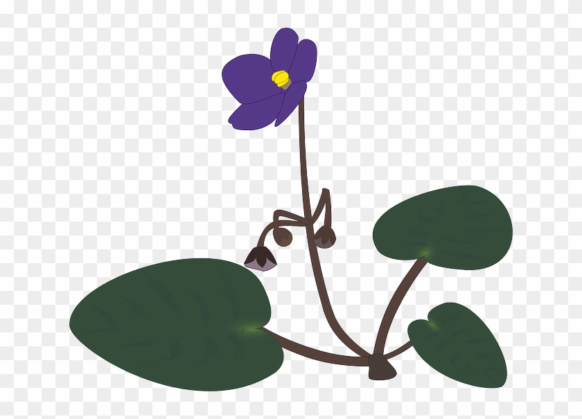 Blossom, Bloom, Plant, Lilac, Violet - African Violet Flowers Png #313580