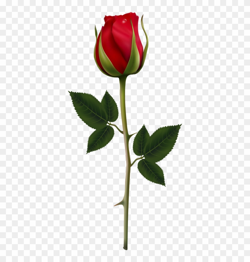 Inteligente, Flores, Rosas Rojas, Clipart, Flor, Decoupage, - Vector Rosa  Roja - (384x800) Png Clipart Download