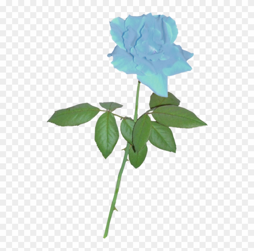 Blue Rose Clipart Stem - Blue Rose Small Png #314854