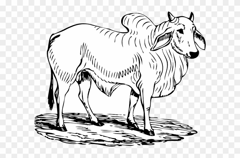 Brahma Bull Svg Clip Arts 600 X 475 Px - Brahma Bull #314885