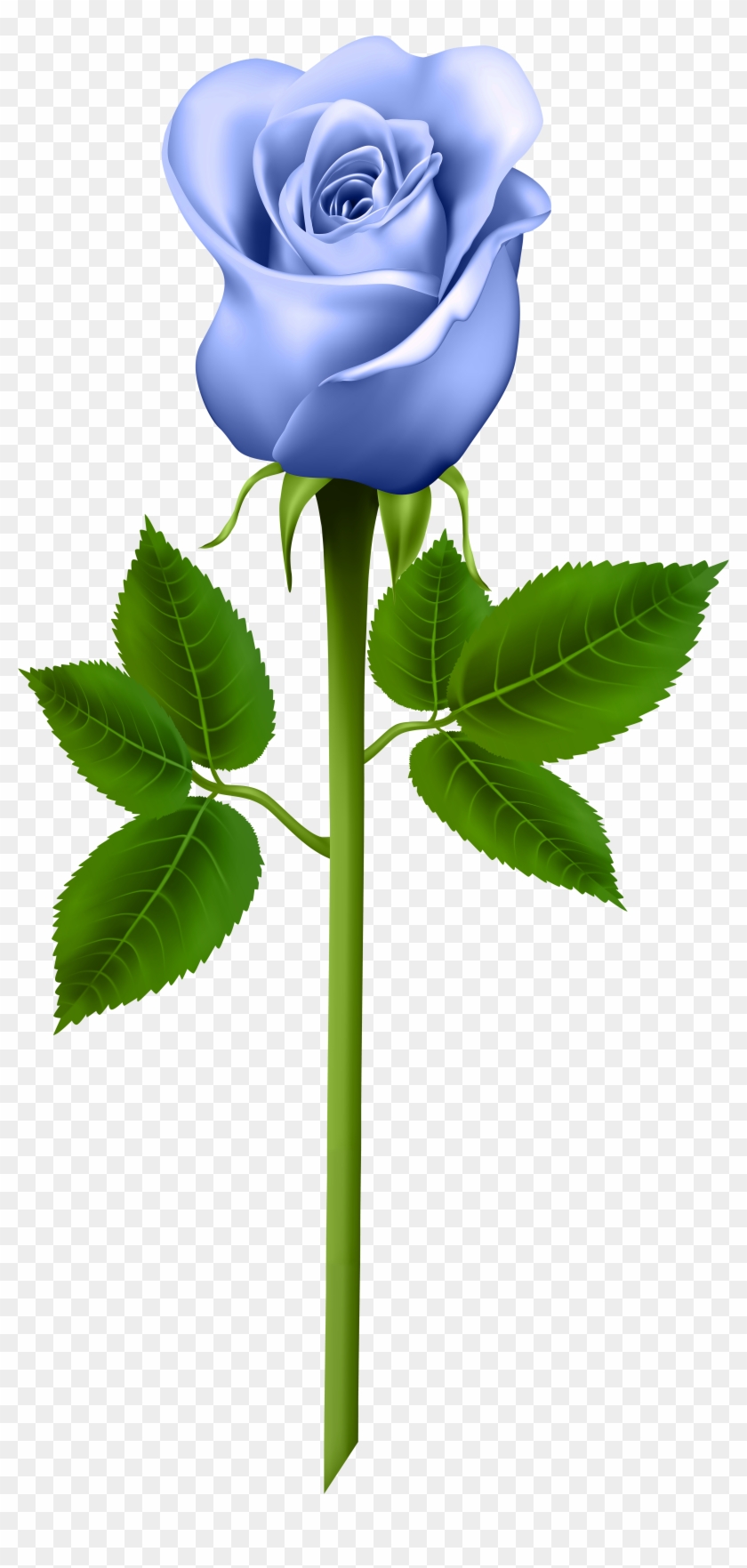 Blue Rose Clipart Stem - Word Cards For Parts Of A Plant #314904