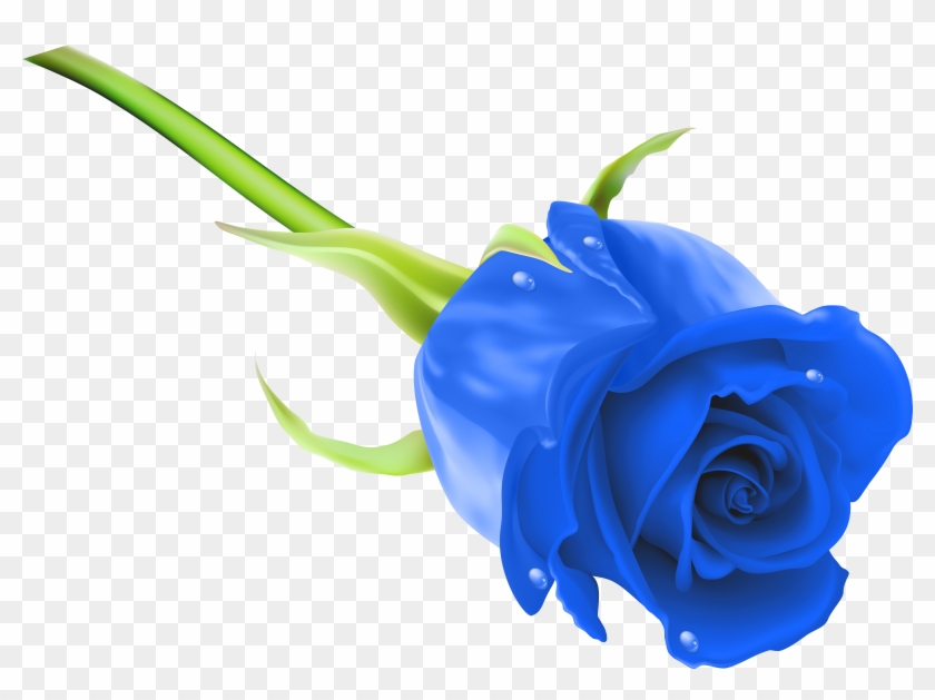Blue Rose Png Clip Art Image - Blue Rose Png Hd #314974