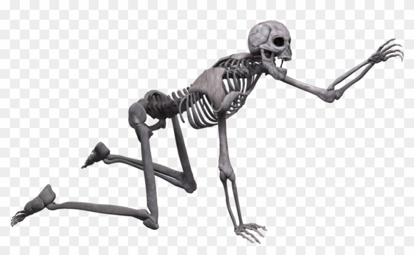 Skeleton Png - 3d Skeleton Png #315226
