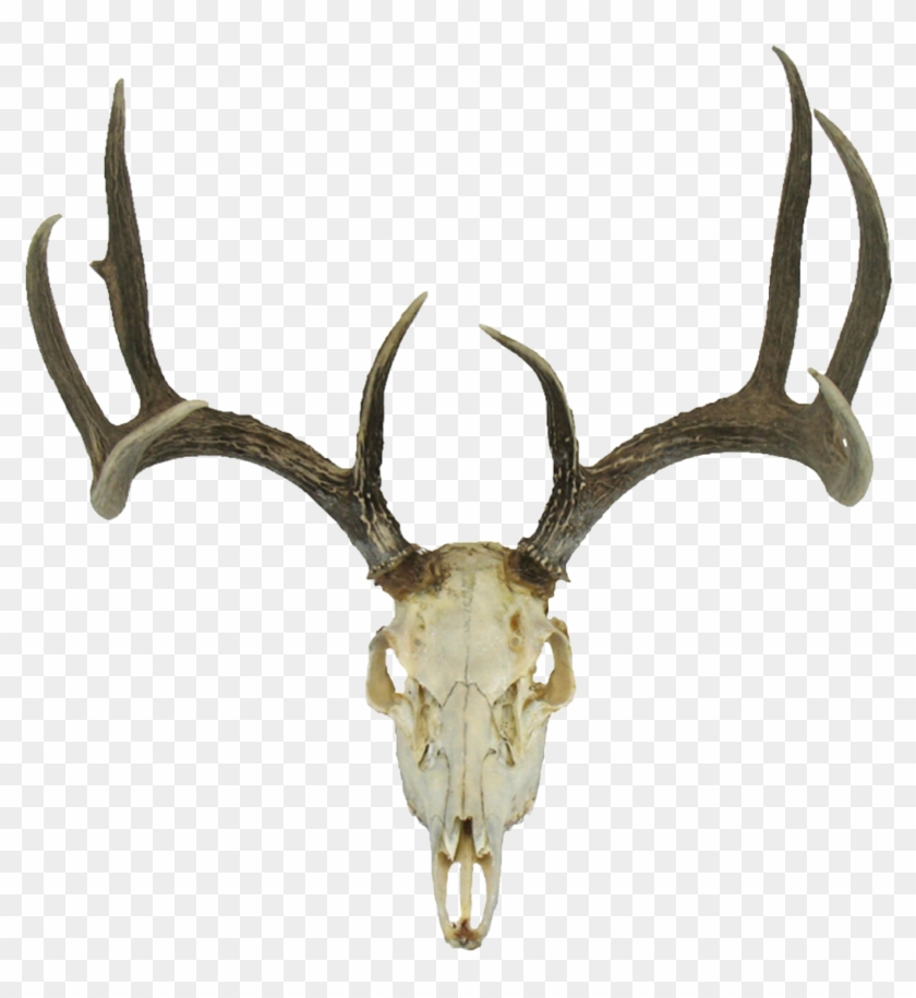 Deer Skull - Google Search - Deer Skull With Antlers #315257