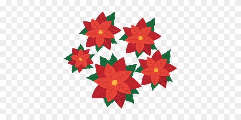 Poinsettia, Flower, Plant, Blossom, Bloom, Christmas - Poinsettia Flower Png #315255