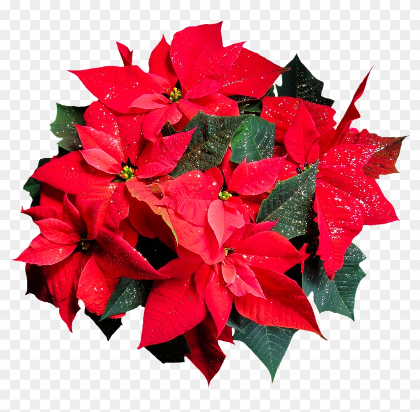 Poinsettia Pictures Free 6, Buy Clip Art - Png Poinsettia #315316