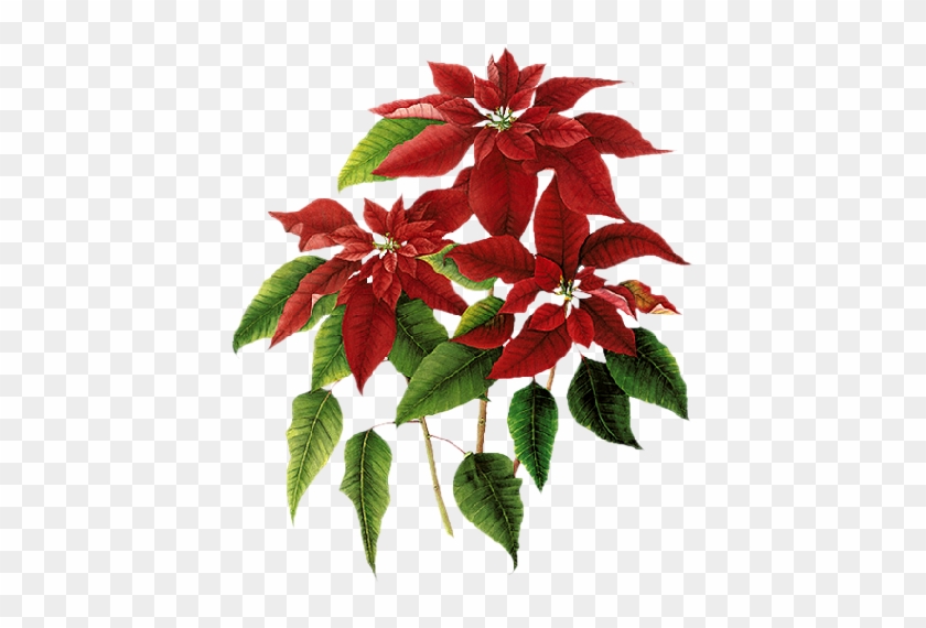 Christmas Poinsettia Clip Art - Poinsettia #315329