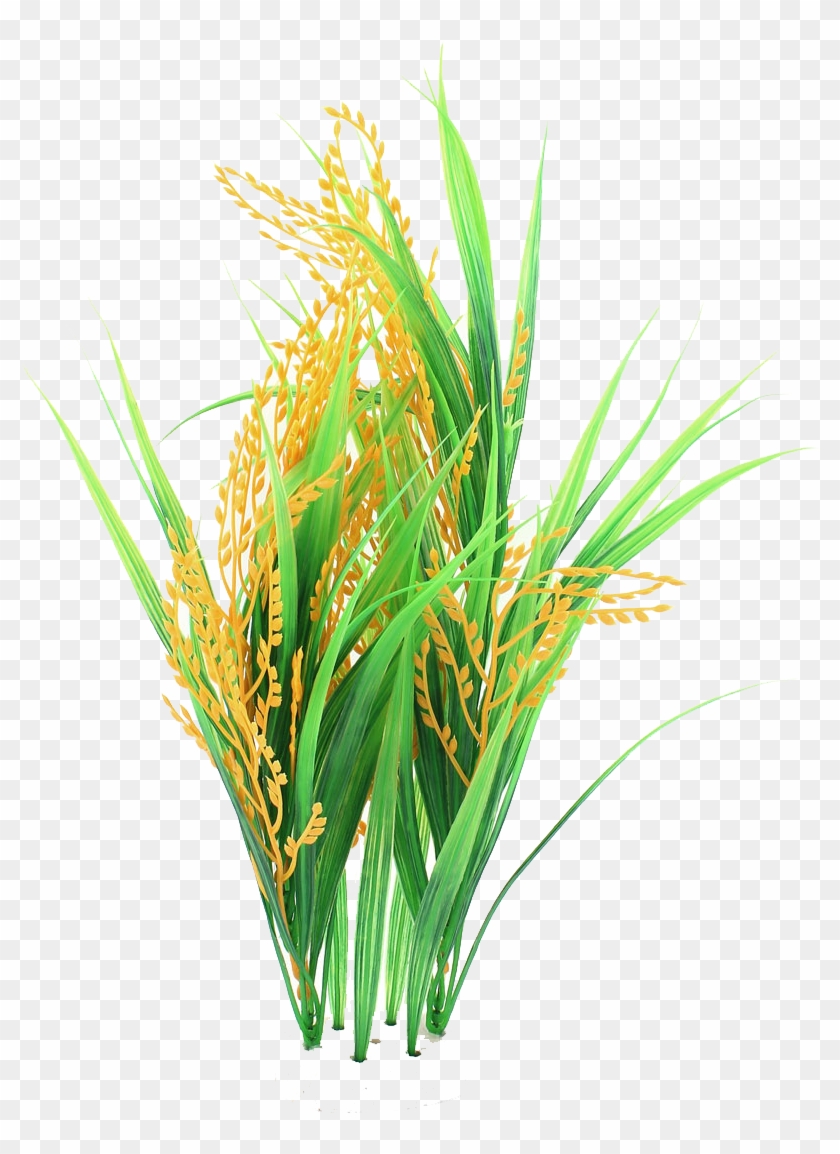 Rice Png Images Transparent Free Download - Rice Png #315386