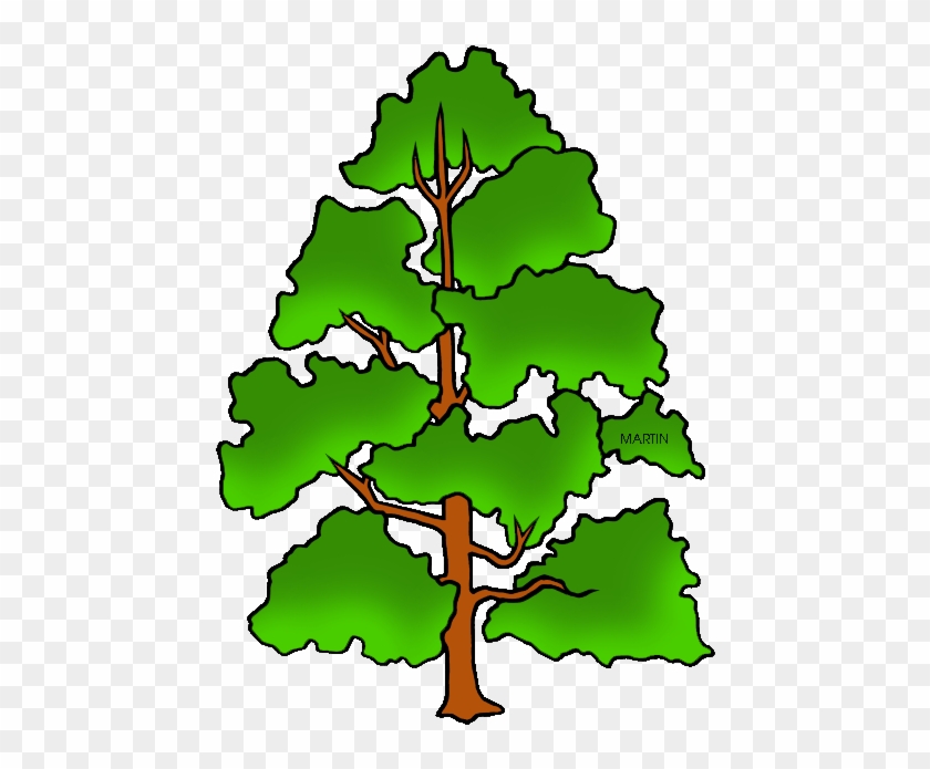 Tennessee State Tree - Draw Indiana State Tree #315429
