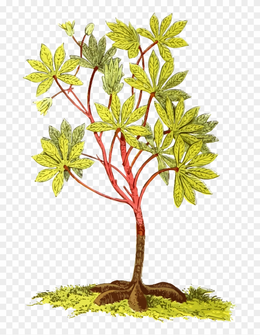 Cassava Plant - Portable Network Graphics #315515