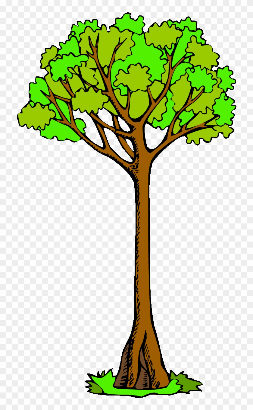 Pin Tree Clipart - Tall Tree Clip Art #315519