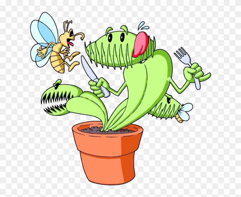 Carnivores Seeds And Plants For Sale - Venus Fly Traps Parts #315540