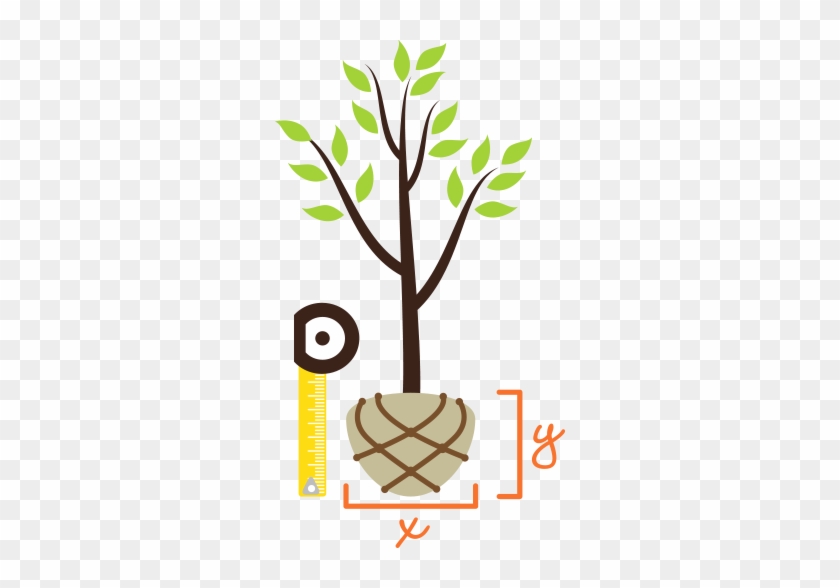 Clipart Root Ball Treebaltimore Measure The - Digging A Hole For Tree #315572