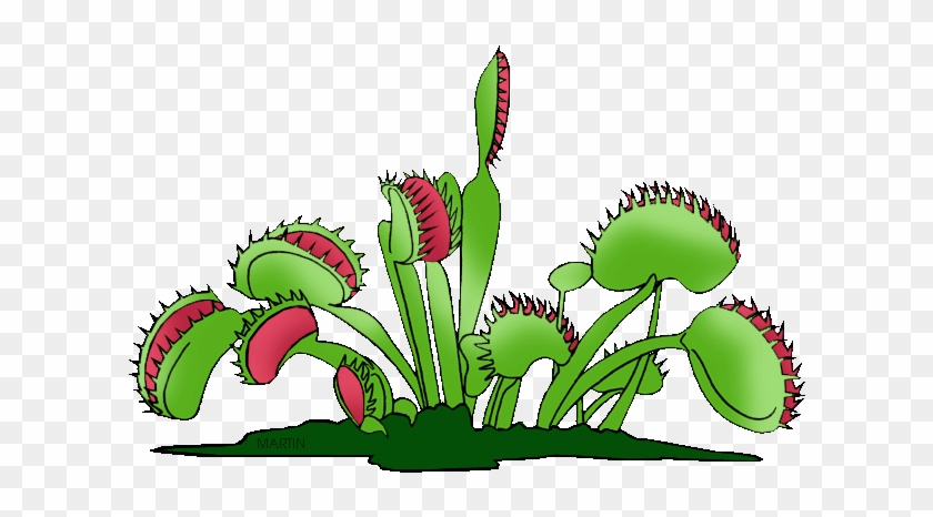 North Carolina State Carnivorous Plant - Clipart Venus Fly Trap #315575