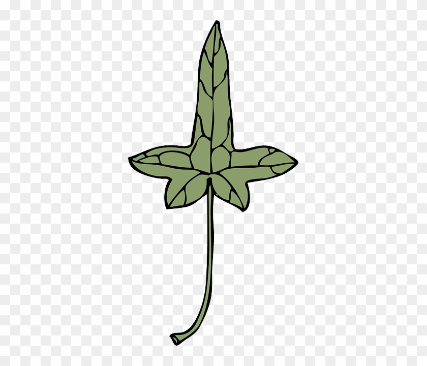 Green, Leaf, Plant, Medical, Ivy, Chlorophyll, Herb - Clip Art #315591