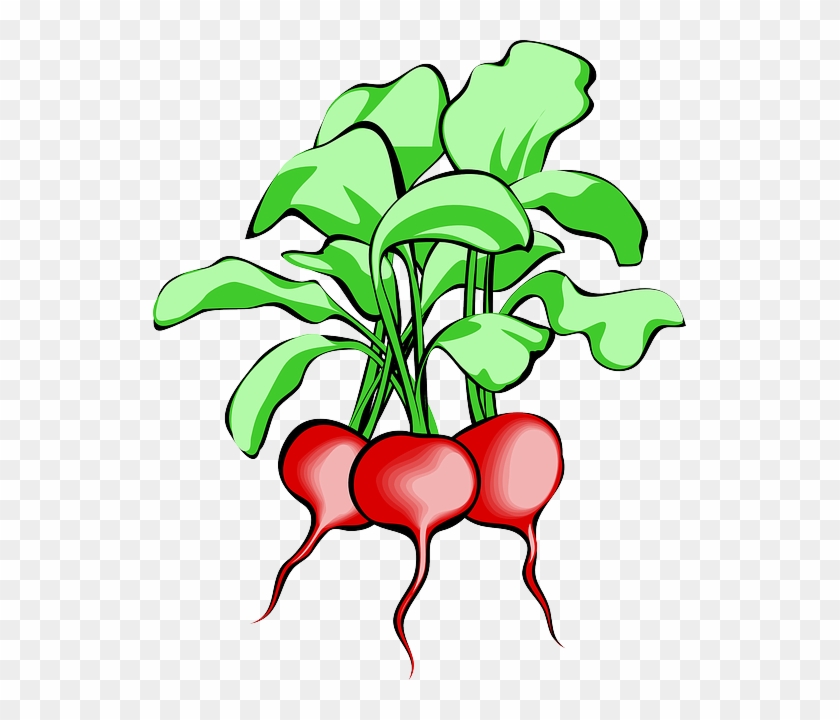 Beet, Beetroot, Vegetable, Root, Plant, Food, Raw - Beets Clipart #315622