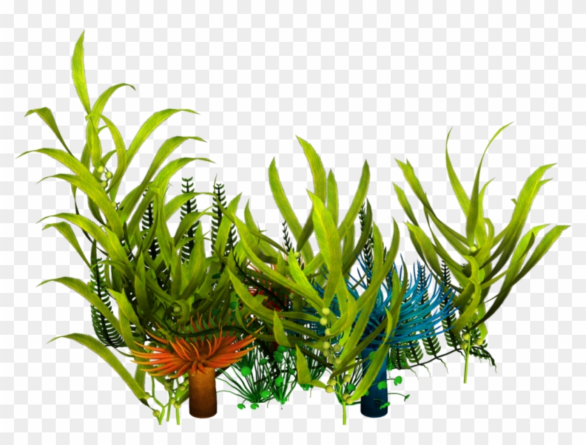 Underwater Aquatic Plants Seaweed Clip Art - Sea Plants Png Transparent #315716