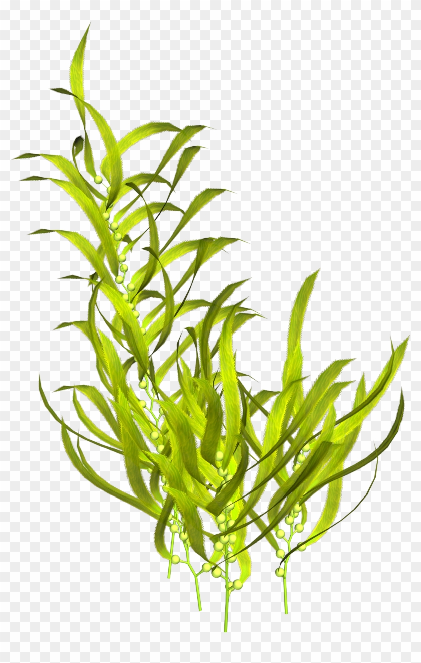Unduh 530+ Background For Aquarium Plants Gratis
