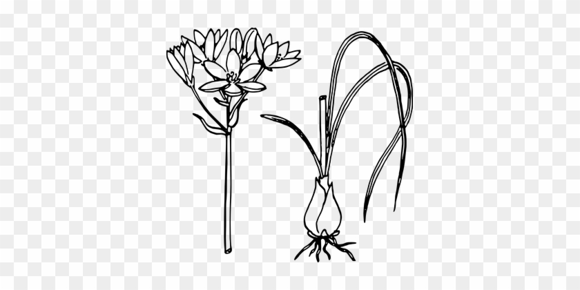 Onion, Biology, Plant, Flower, Leaves - Sketch Of Onion Plant #315774