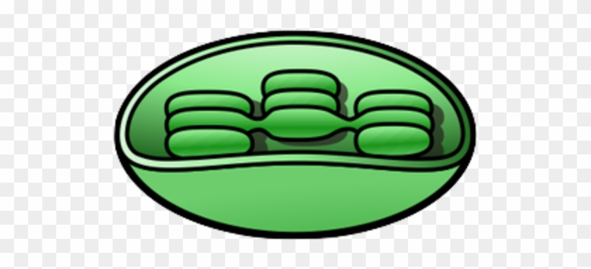 Chloroplast - Chloroplast Clip Art #316009