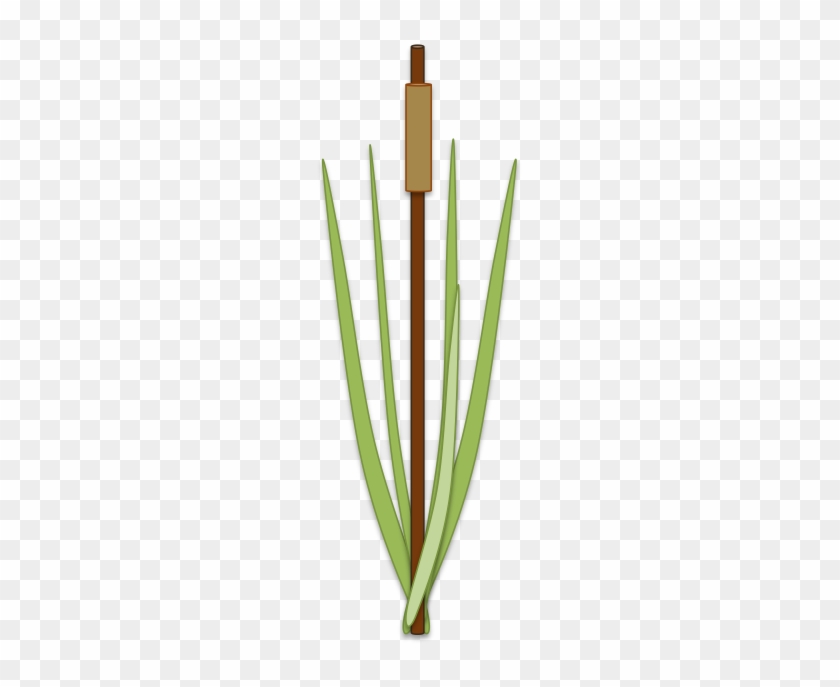 Its Rhizome Is Cattail S - Png Images Of Manyplants #316063