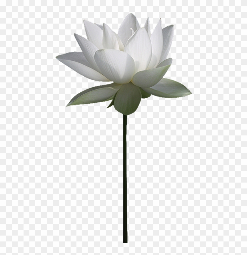 Nelumbo Nucifera File Hosting Service Water Lily Clip - Nelumbo Nucifera File Hosting Service Water Lily Clip #316144